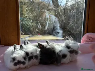 Mini Lion Lop rabbits Lion head/mini lop bunnies - Advert 1