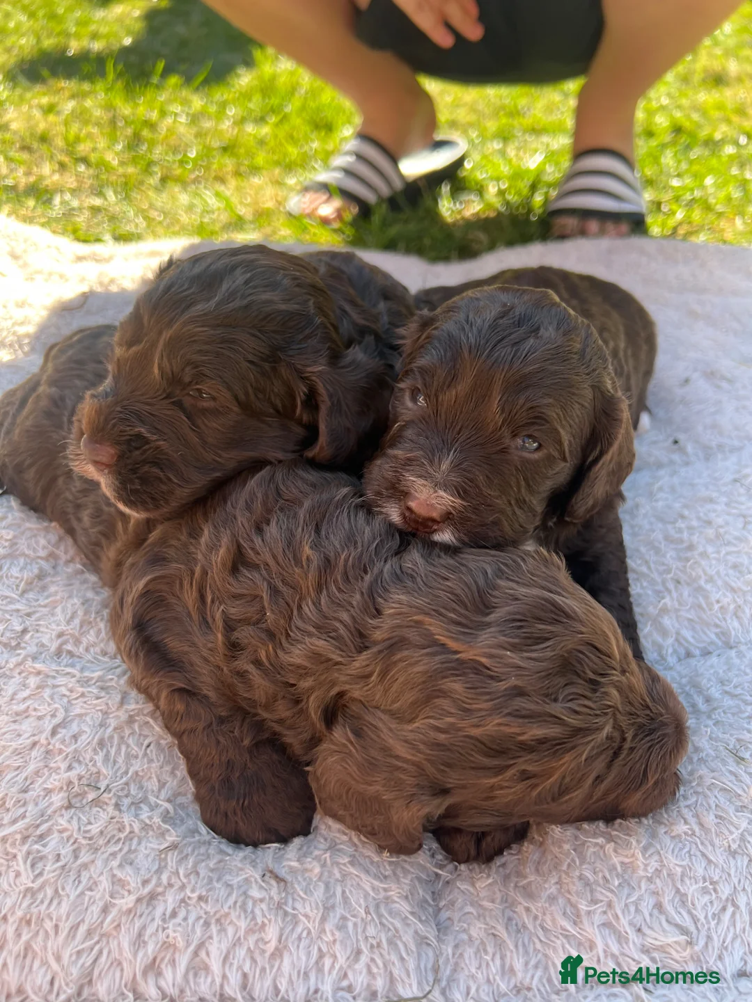 Cockapoo dogs for sale: F1 cockapoo boys  - Advert 2