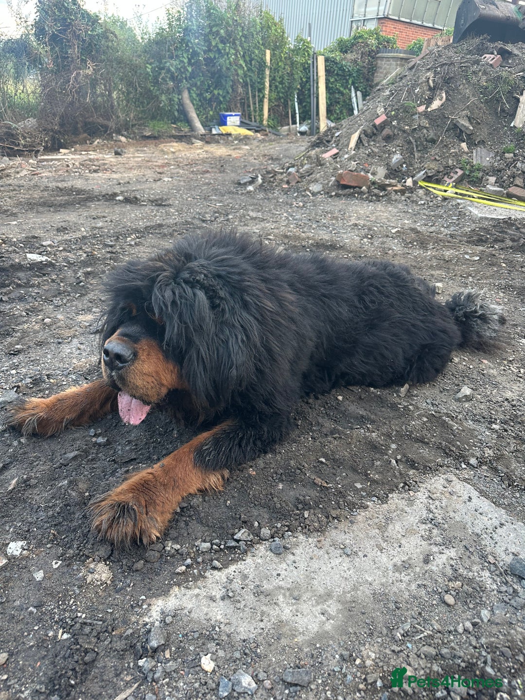 Tibetan Mastiff dogs for sale: Gorgeous Male Tibetan mastiff  in Ibstock - Image 8