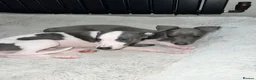 Whippet dogs for sale: BLUE KC WHIPPETS ready to leave now - Advert 2