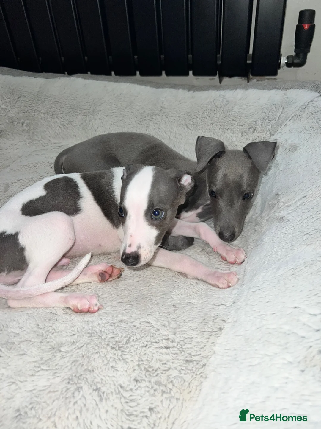 Whippet dogs for sale: BLUE KC WHIPPETS ready to leave now - Advert 2