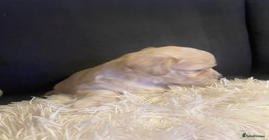 Maltipoo dogs - Advert 11