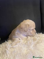 Maltipoo dogs - Advert 11