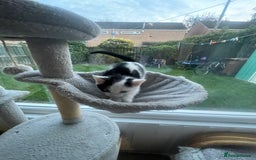 Domestic Shorthair cats for sale: 2 Male Kittens - Image 7