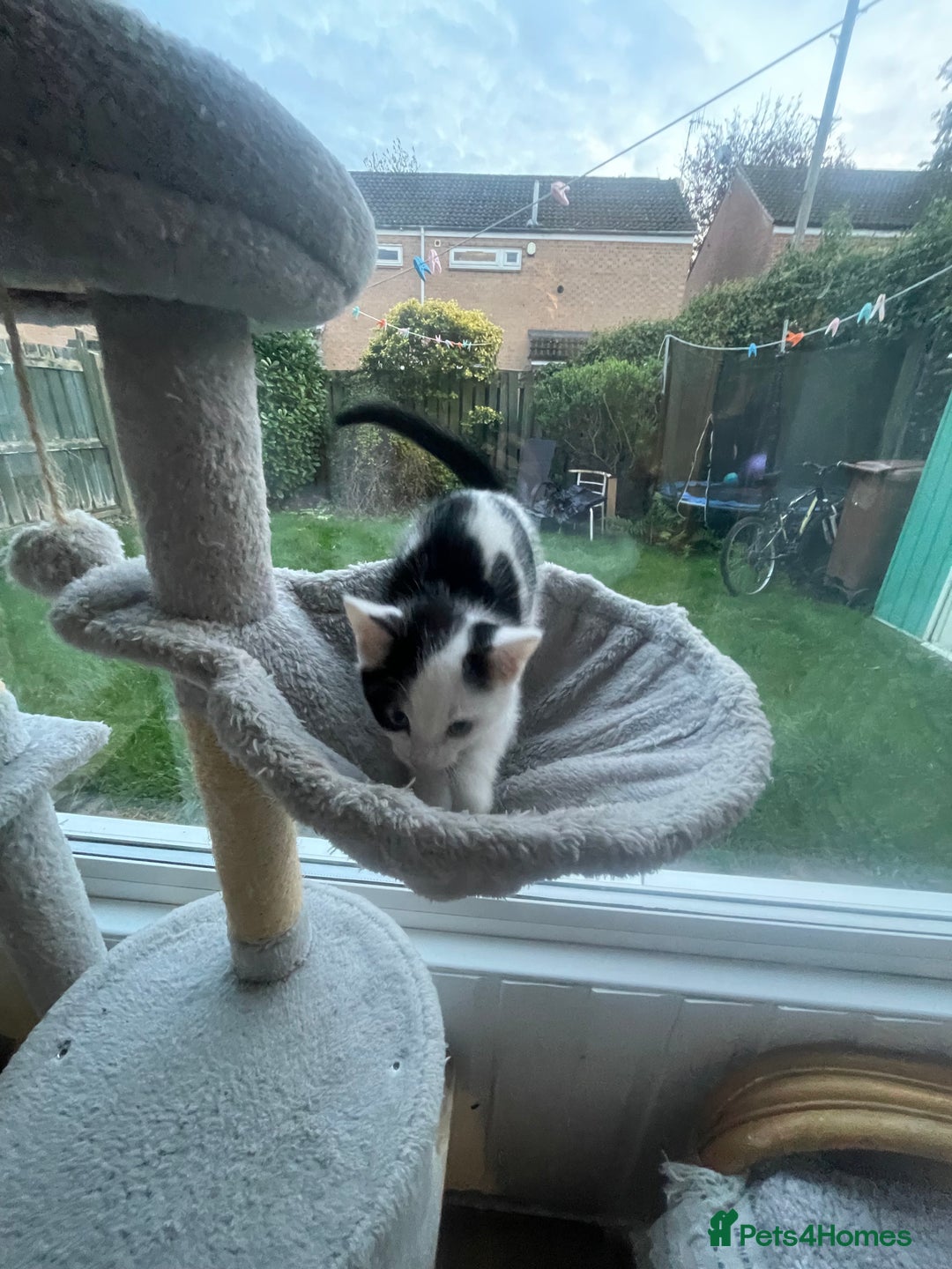 Domestic Shorthair cats for sale: 2 Male Kittens - Image 7