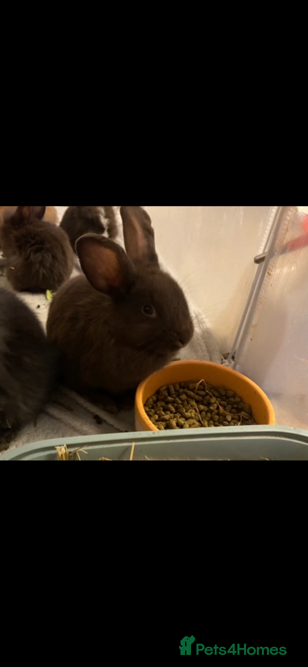 Lionhead rabbits for sale: ⭐️Beautiful lionhead bunnies⭐️ - Advert 12
