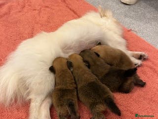 Pomeranian dogs Tiny Pomeranian Puppies - Advert 3