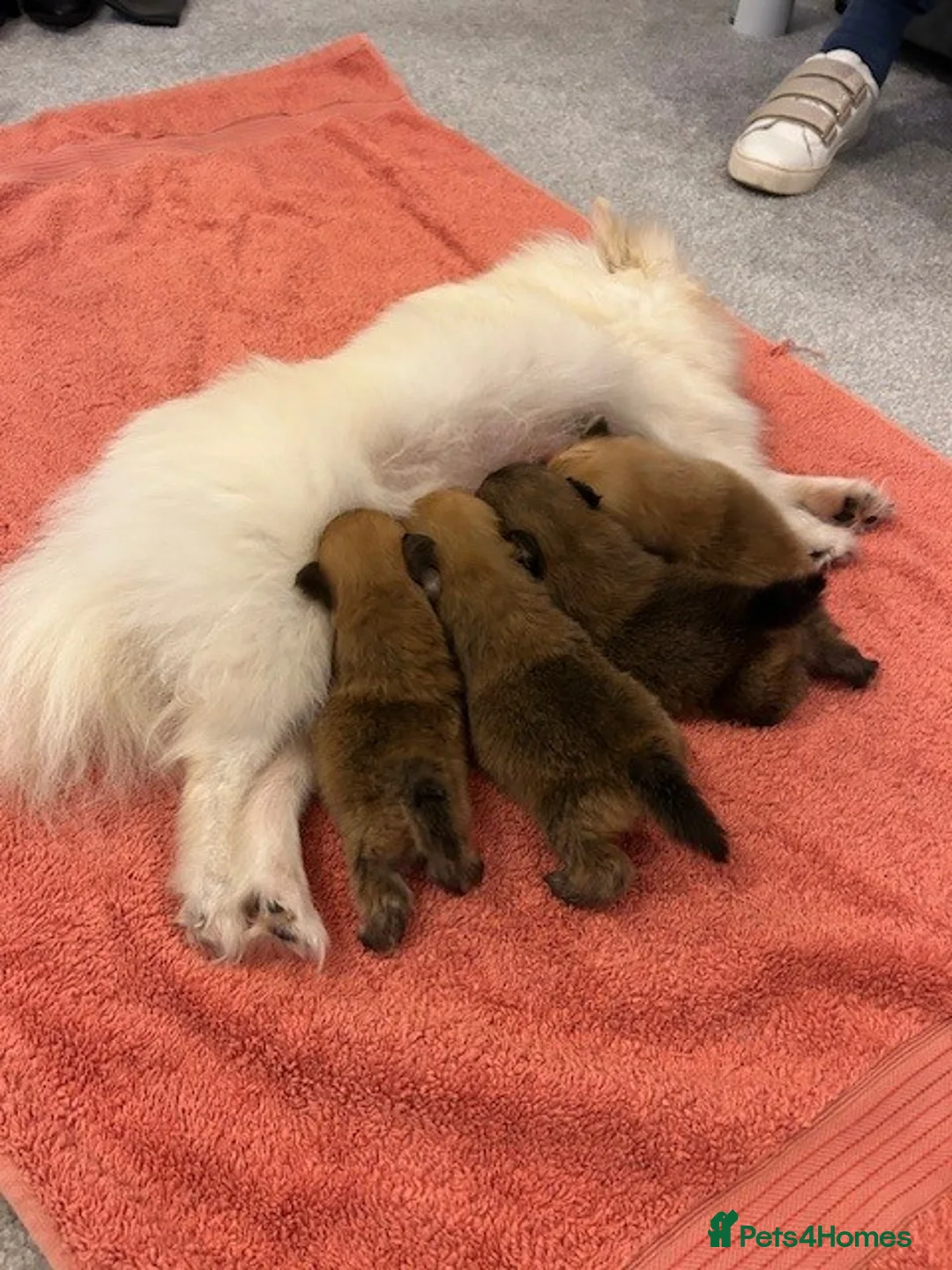 Pomeranian dogs for sale: Tiny Pomeranian Puppies - Advert 1