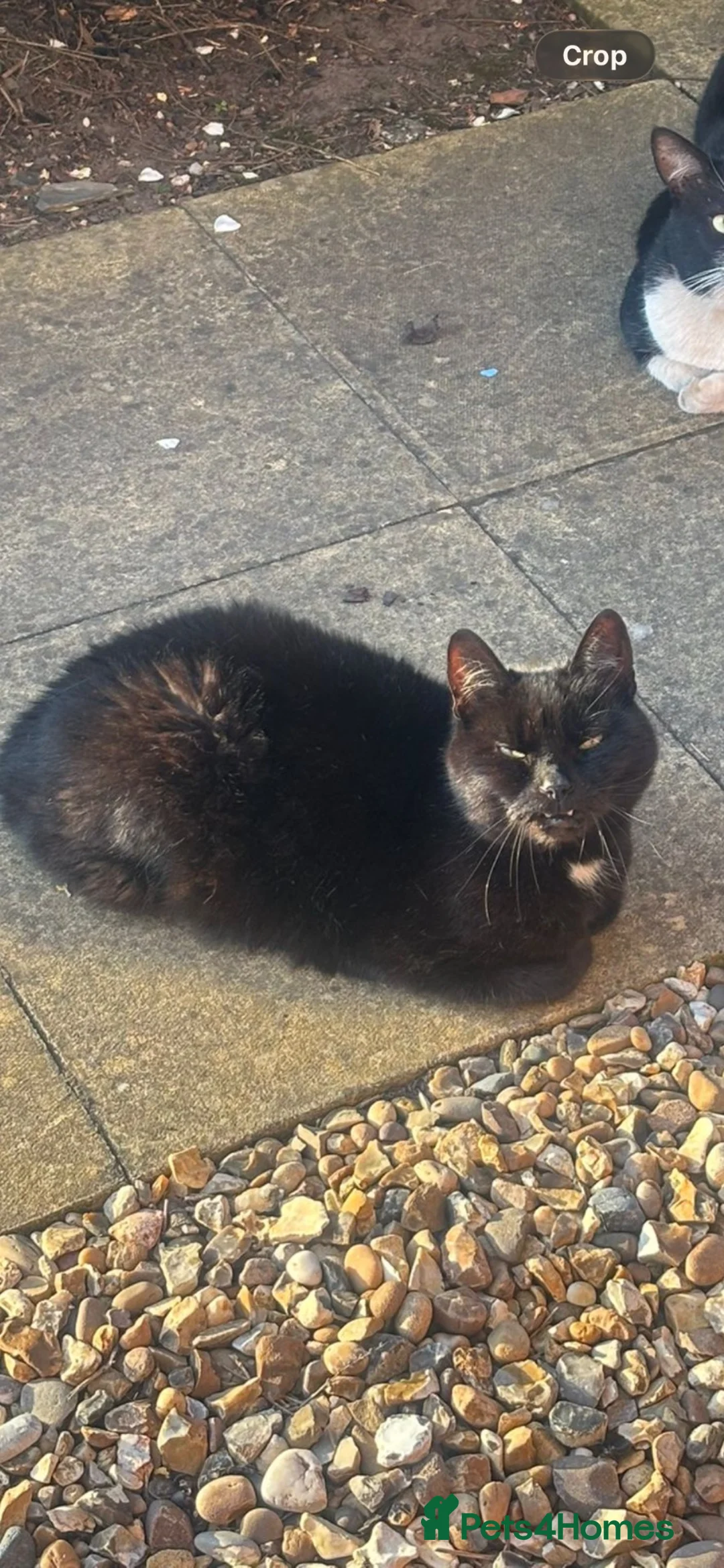 British Shorthair cats for sale: FREE Gorgeous loving Cat  - Advert 6