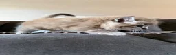 Maine Coon cats for sale: READY TO GO🏡🏡 Gaint mainecoon babies - Advert 8
