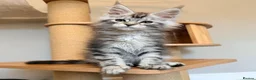Maine Coon cats for sale: XL MAINE COON EUROPEAN LINES! Ready now!  - Advert 11