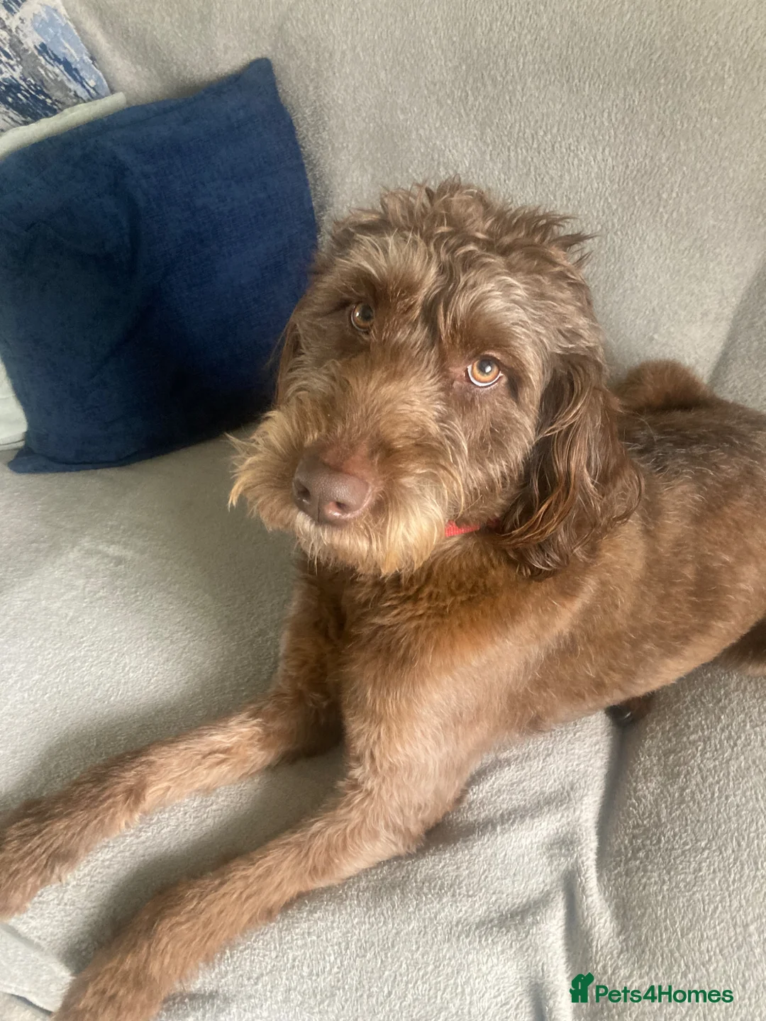 Labradoodle dogs for sale: Labradoodle  in Cambridge - Advert 8