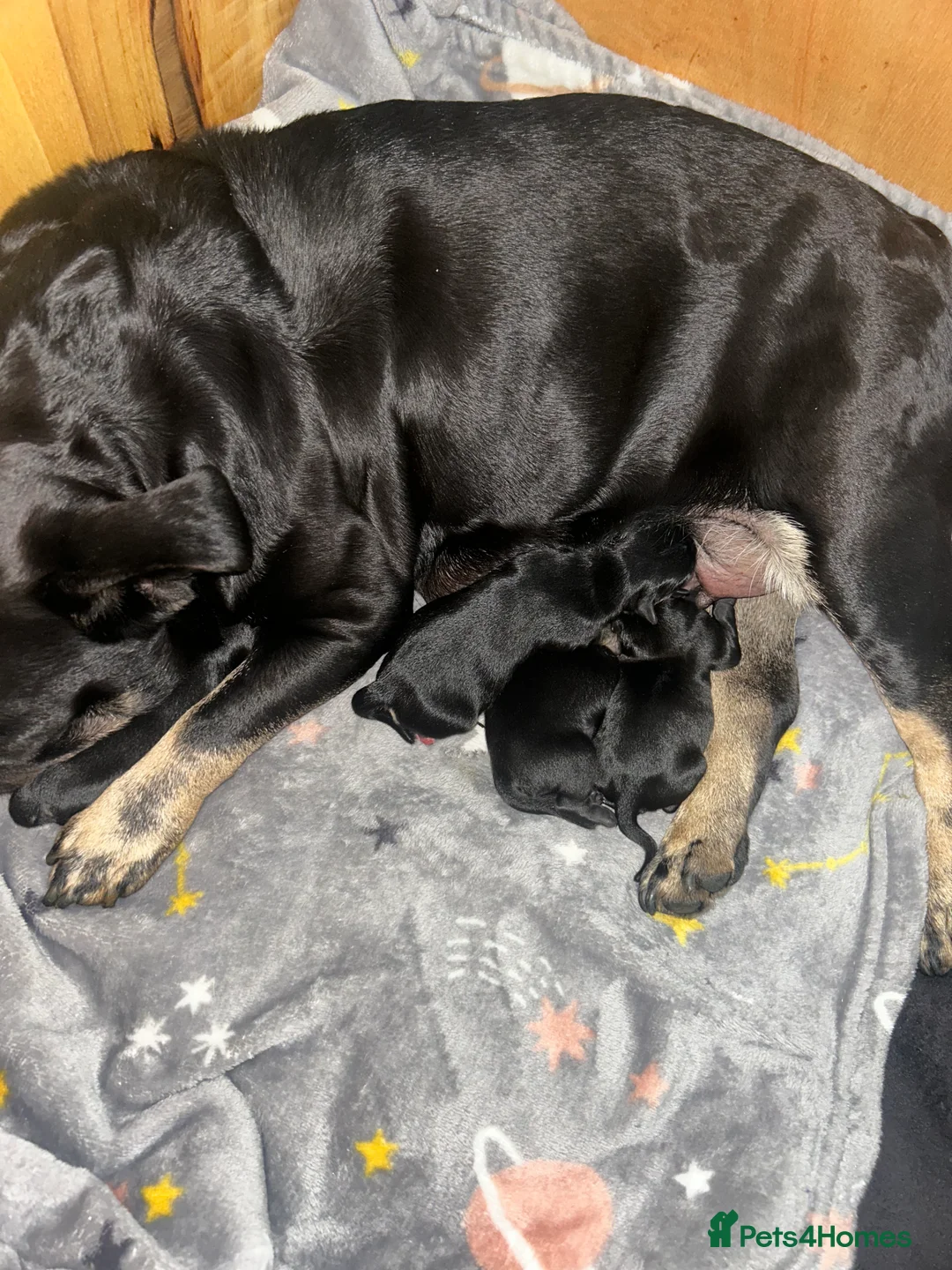 Mixed Breed dogs for sale: Frenchie cross Japanese spitz - Advert 2