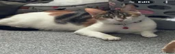 Mixed Breed cats for sale: Female kitten  - Advert 2