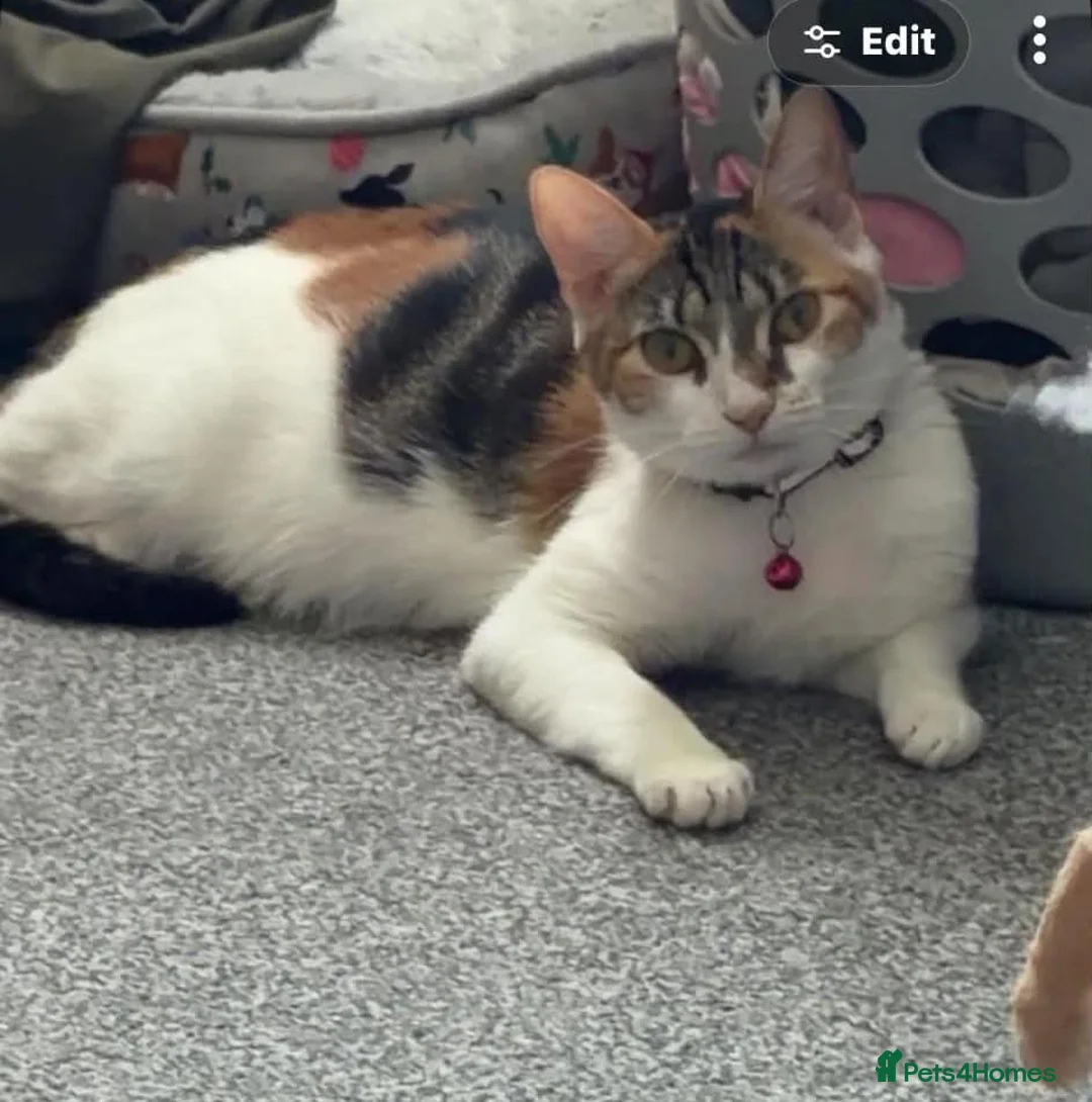 Mixed Breed cats for sale: Female kitten  - Advert 2