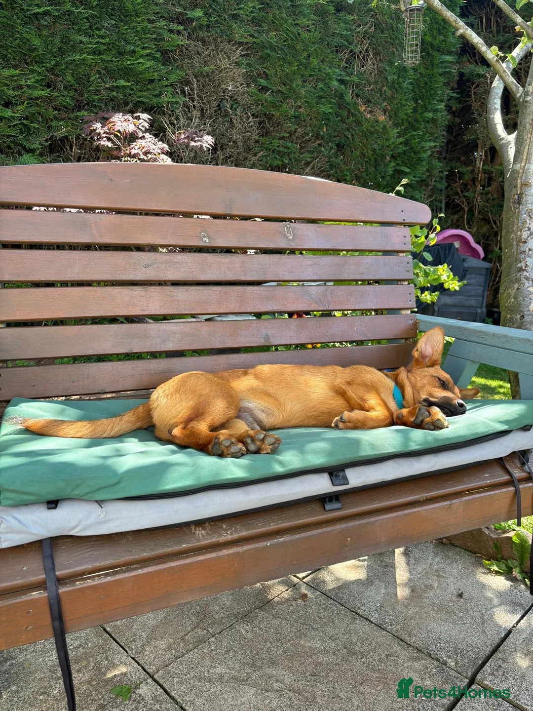 Mixed Breed dogs for adoption: Russo  in Egremont - Advert 2