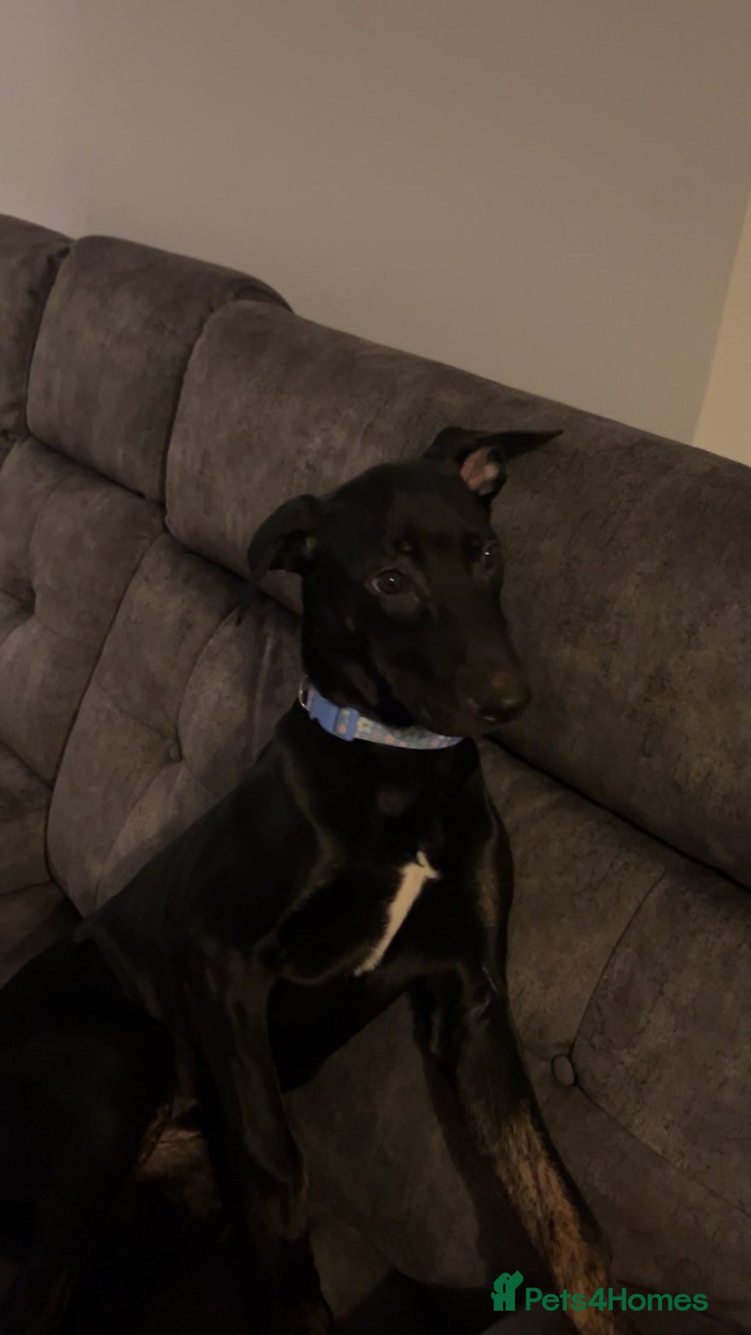 Mixed Breed dogs for sale: Pepper - Advert 3