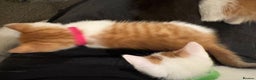 Domestic Shorthair cats for sale: Domestic Shorthairs - 6 Left - Advert 36