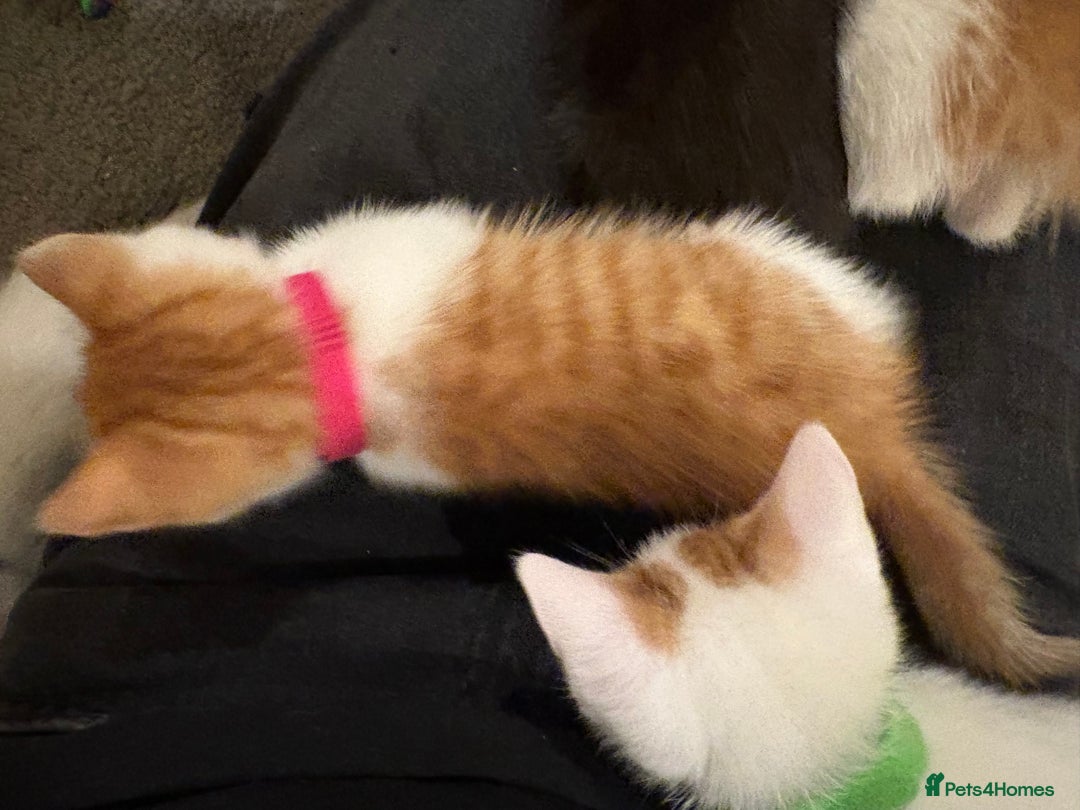 Domestic Shorthair cats for sale: Domestic Shorthairs - 6 Left - Advert 36