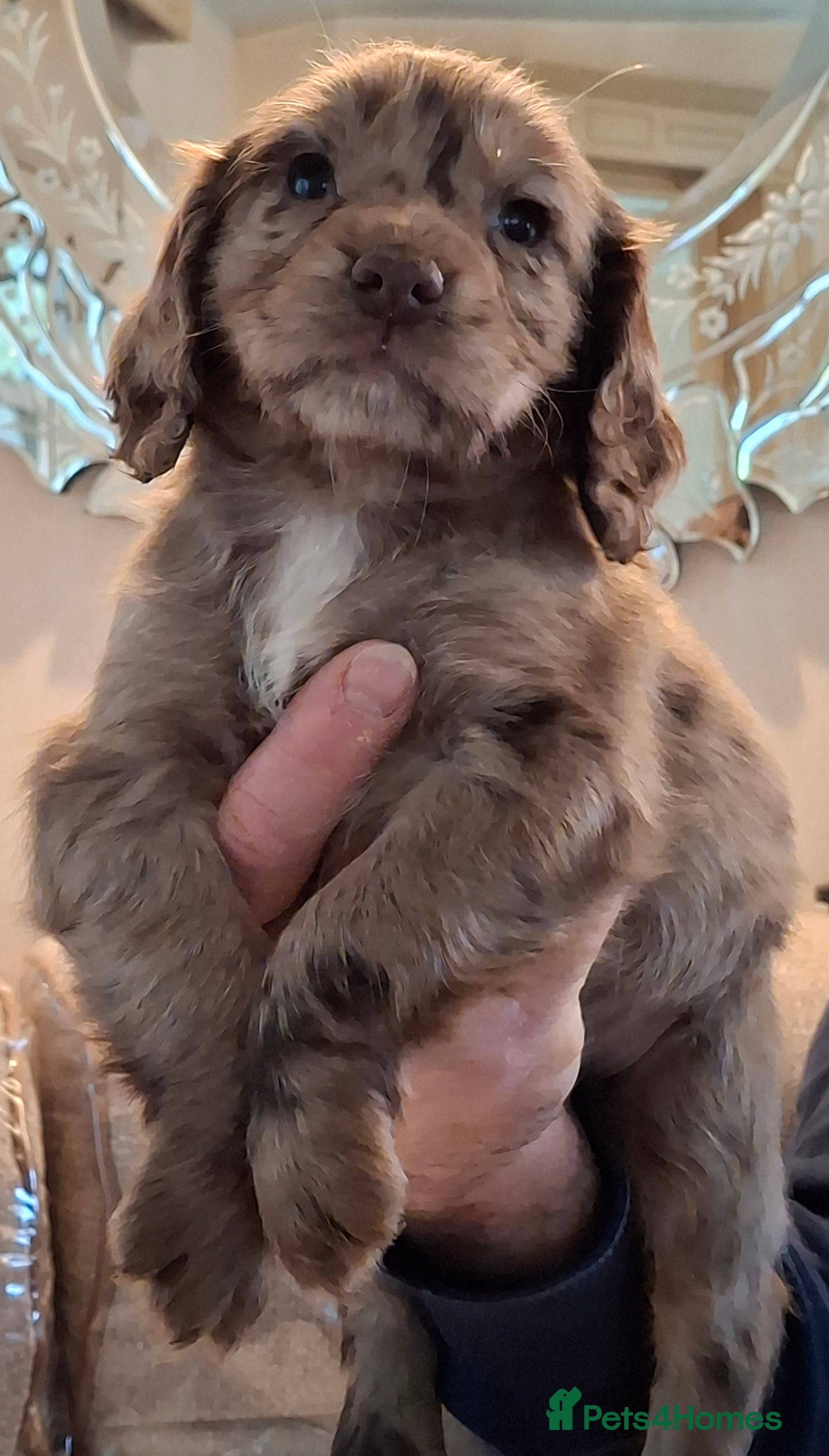 Cocker Spaniel dogs Mixed litter of Cocker Spaniel puppies  - Advert 10