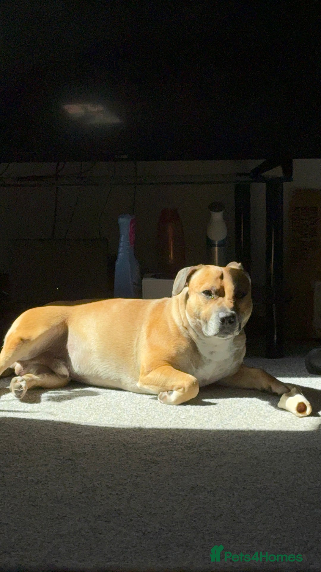 Staffordshire Bull Terrier dogs for stud: Staffordshire bull terrier stud - Image 3