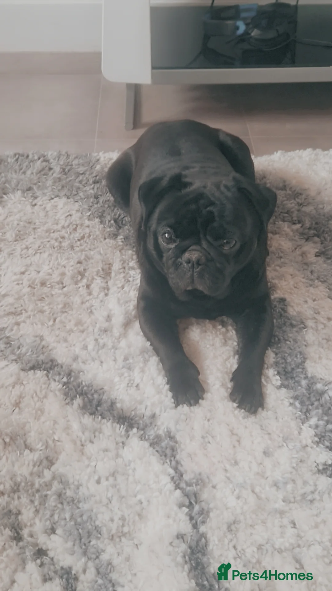 Pug dogs for stud: Pedigree pug Stud. Franklin. - Advert 2