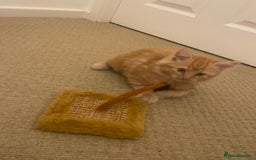 Mixed Breed cats for sale: Looking for forever home - Image 1