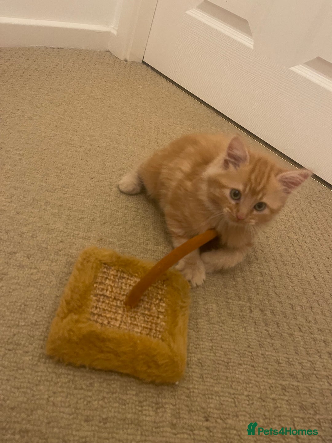 Mixed Breed cats for sale: Looking for forever home - Image 1
