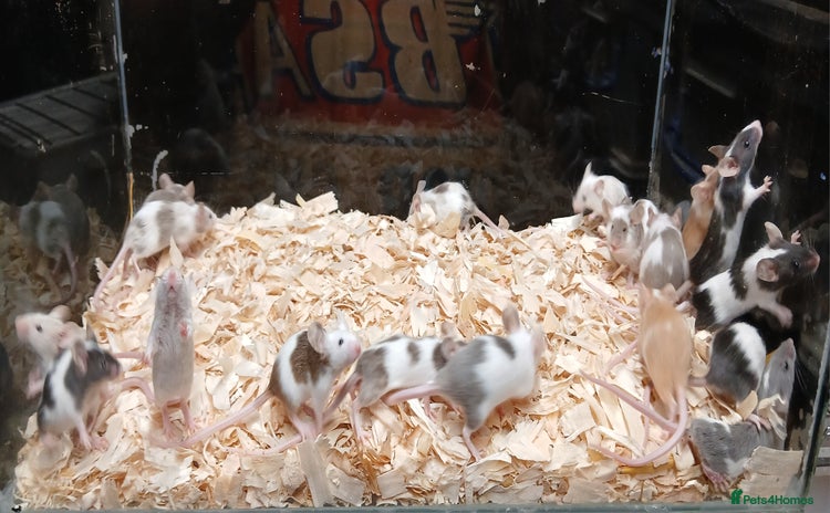 Mouse rodents - Advert 1