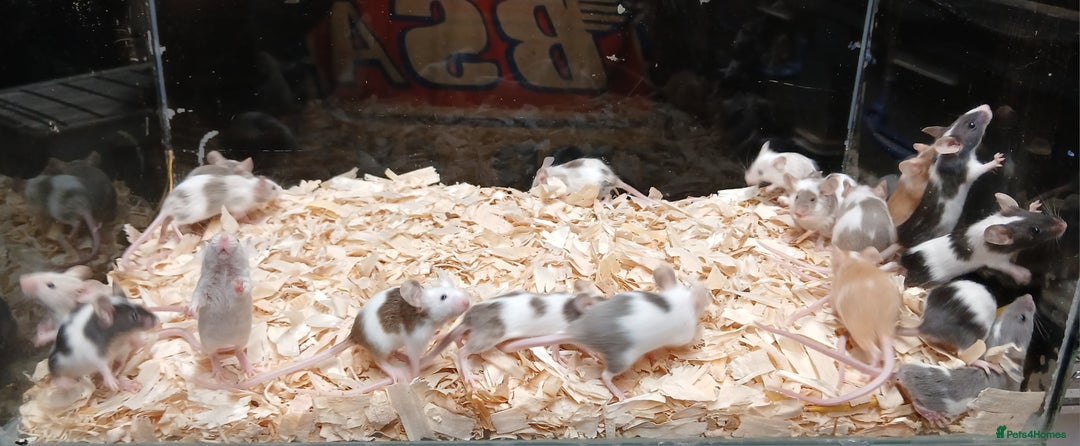 Mouse rodents for sale: Baby Fancy Pet Mice , Females available  - Image 1