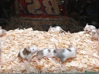 Mouse rodents - Advert 2