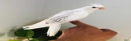 Cockatiels birds for sale: Beautiful hand tamed cockatiels for sale. - Advert 2