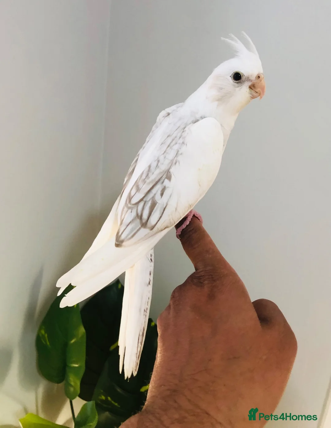 Cockatiels birds for sale: Beautiful hand tamed cockatiels for sale. - Advert 2