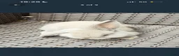 Mixed Breed rabbits for sale: Baby bunnies  in Stanmore - Advert 3