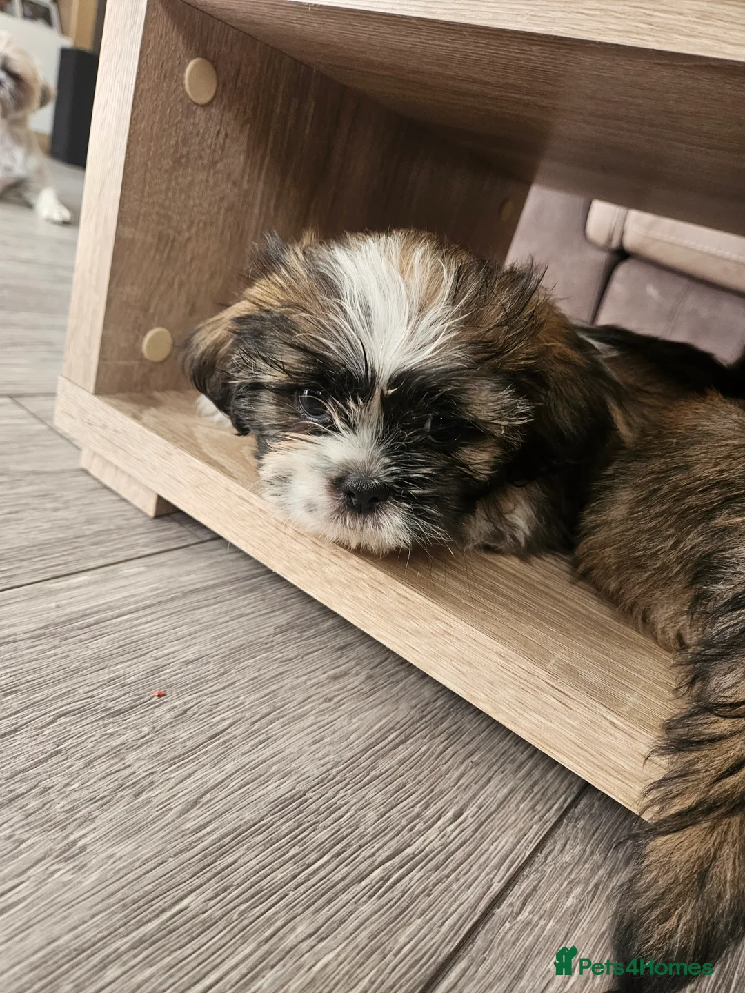 Shih Tzu dogs for sale: Shih Tzu puppies for sale - Advert 2