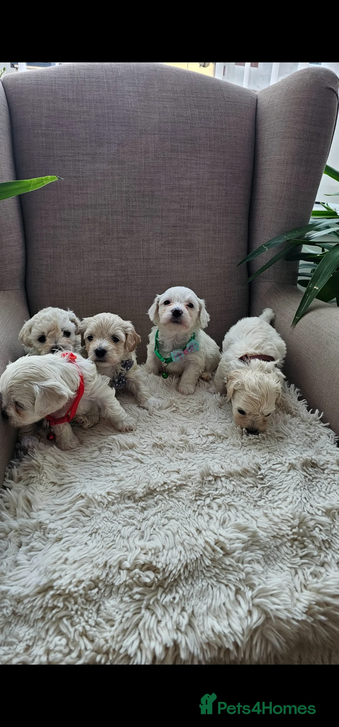 Bichon Frise dogs for sale: ♥️Fluffy Bichon Frise Puppies♥️ - Advert 10