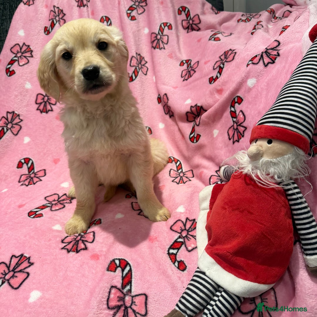 Golden Retriever dogs for sale: Stunning golden retriever pups  - Advert 3