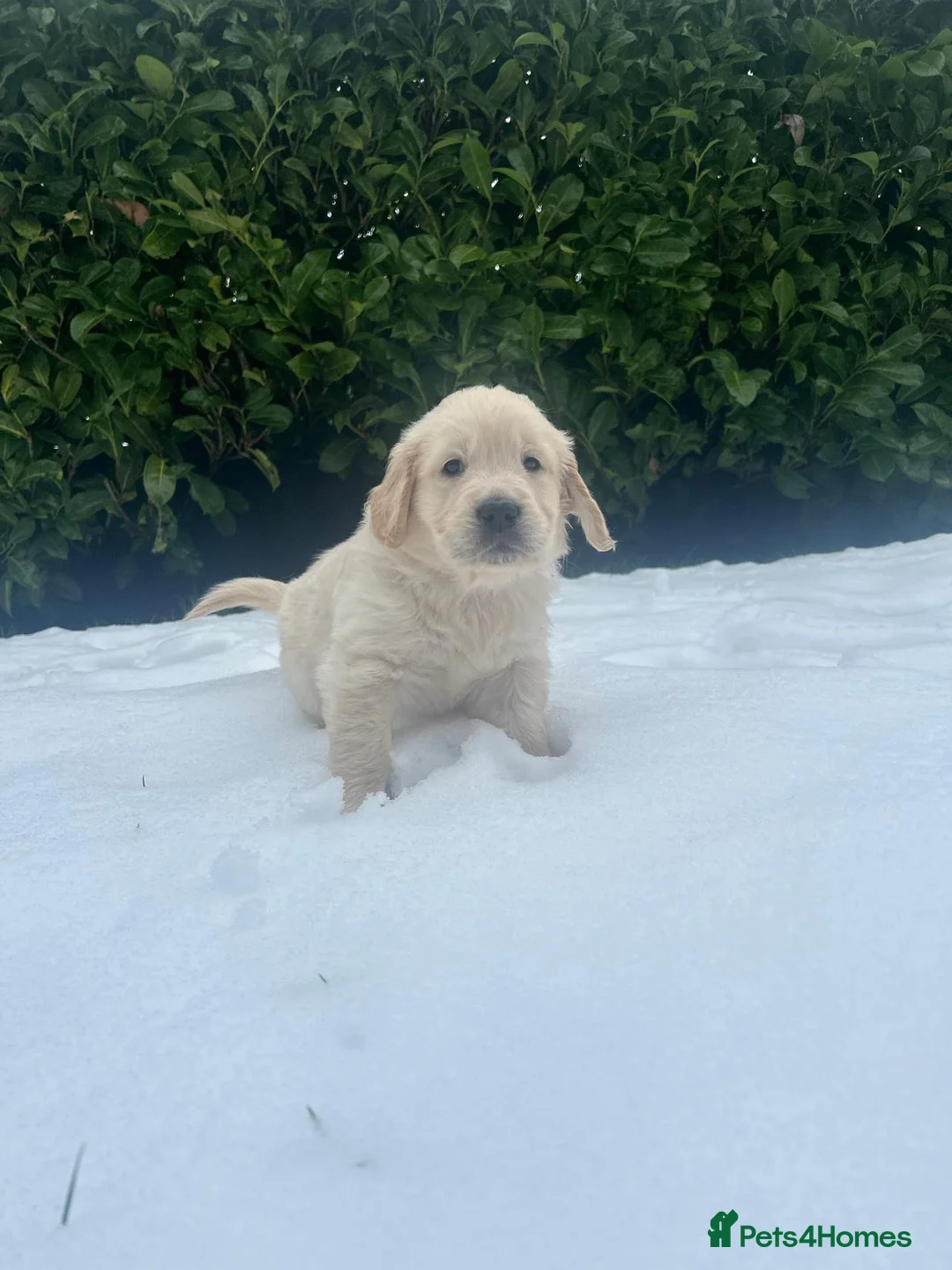 Golden Retriever dogs for sale: KC Champion Lines Golden Retriever pups - Advert 17