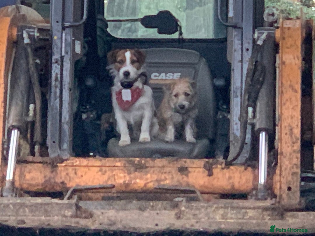 Jack Russell dogs for sale: Gorgeous Jack Russell  puppies ready now, two left - Image 10