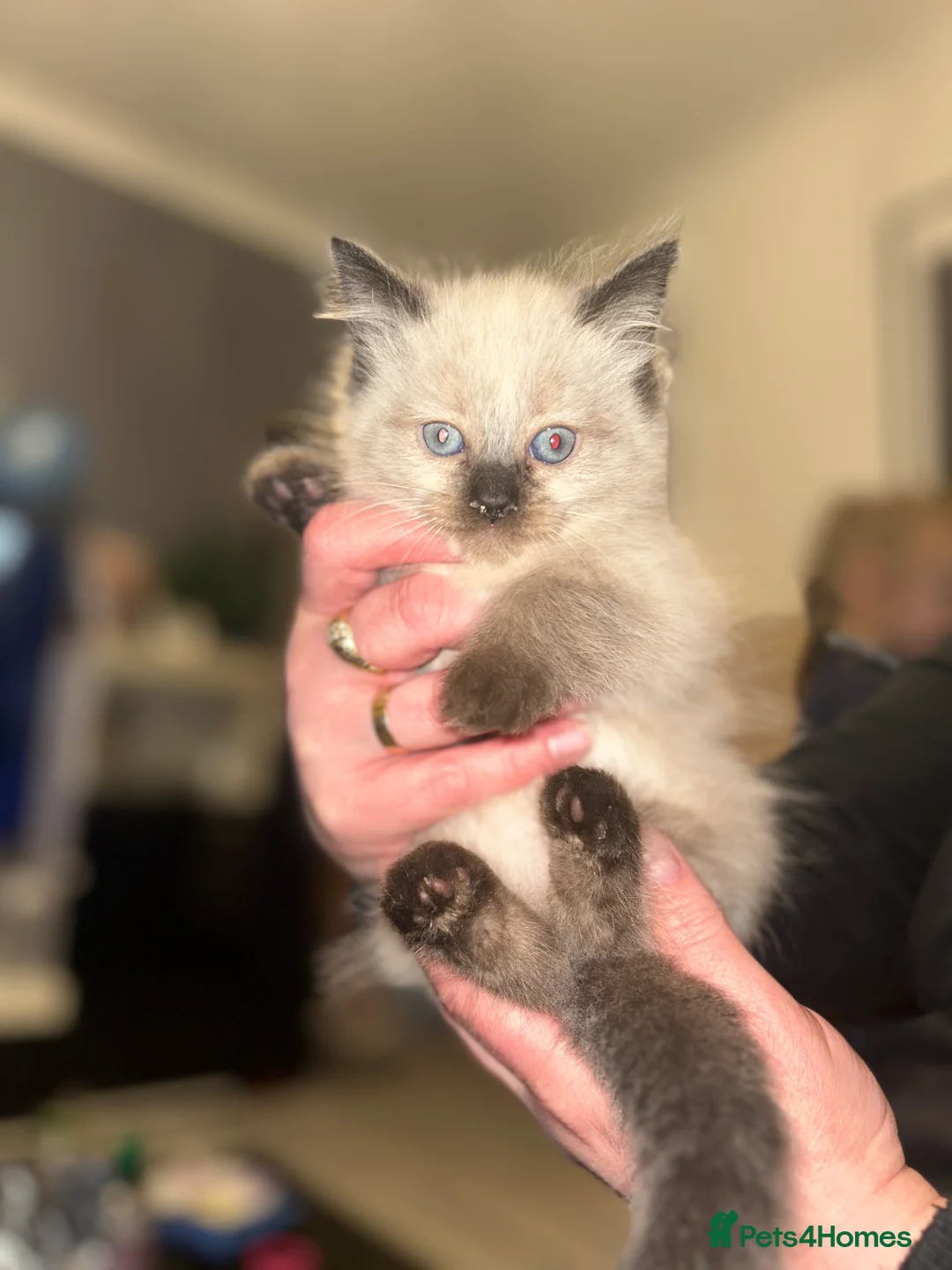 Neva Masquerade cats for sale: 4 Gorgeous 8 week old neva masquerade kittens - Advert 8