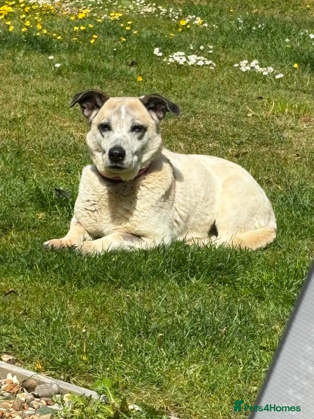 Mixed Breed dogs for adoption: Alba - Helpnall Norfolk  - Advert 2