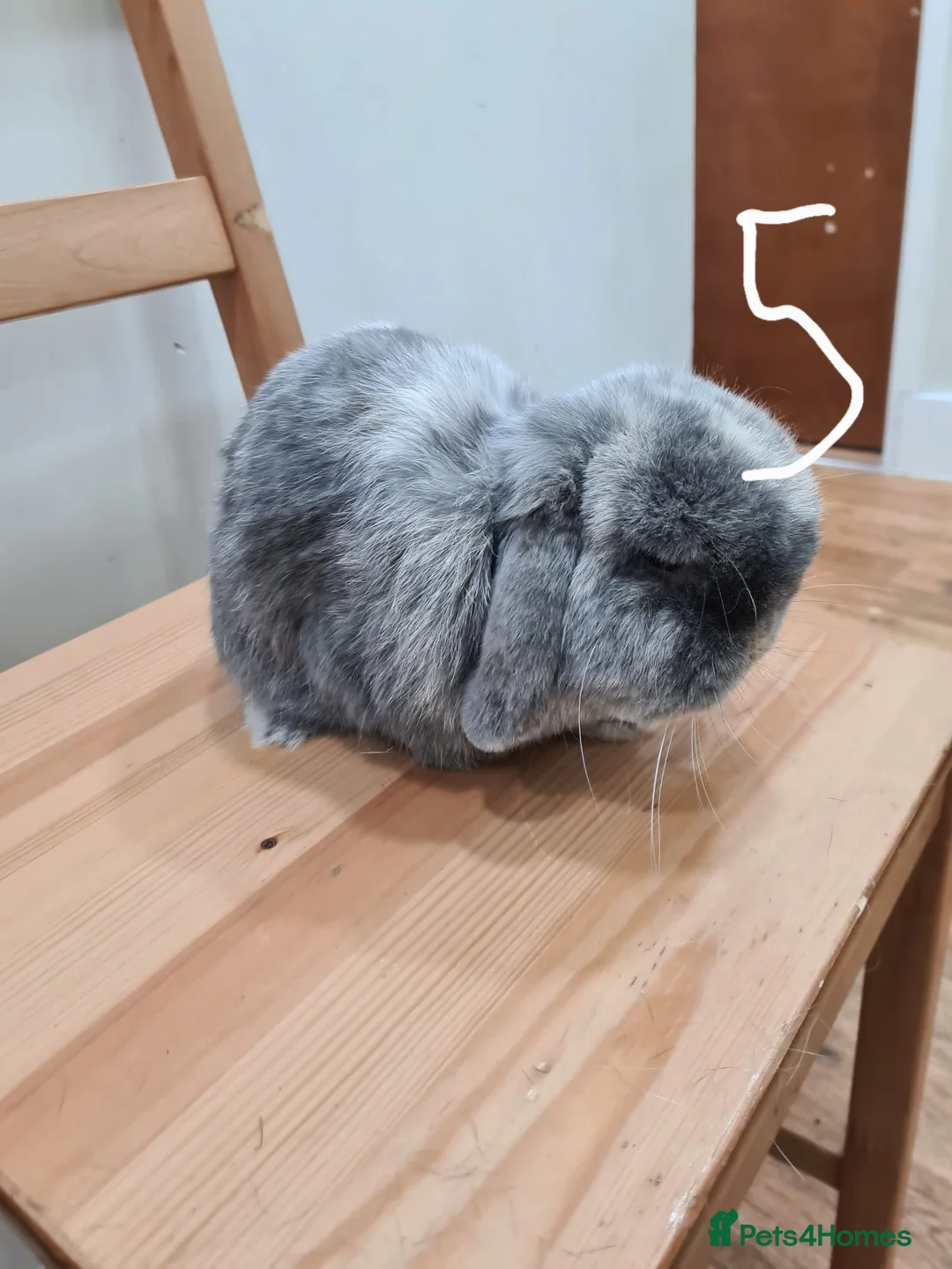 Mini Lop rabbits for sale: Pure breed mini lops  - Advert 5