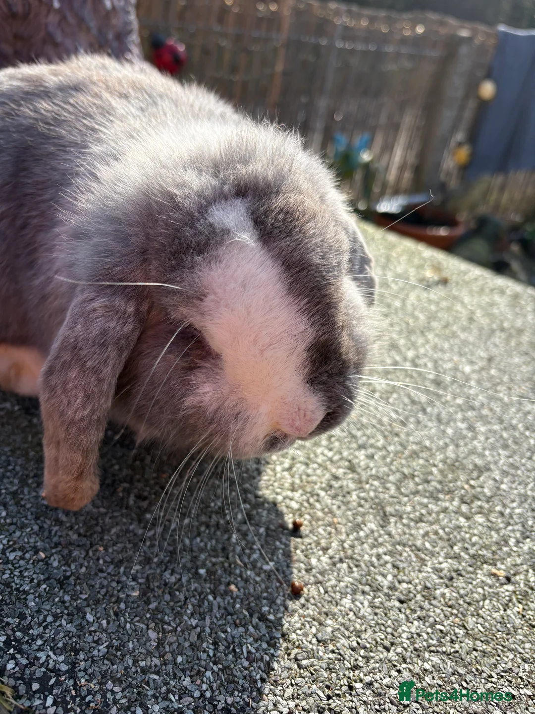 English Lop rabbits for sale: Beautiful lop boys😍🩵 - Advert 2