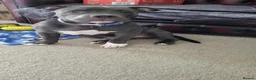 Staffordshire Bull Terrier dogs for sale: K C Registered Blue Staffordshire Bull Terror - Advert 5