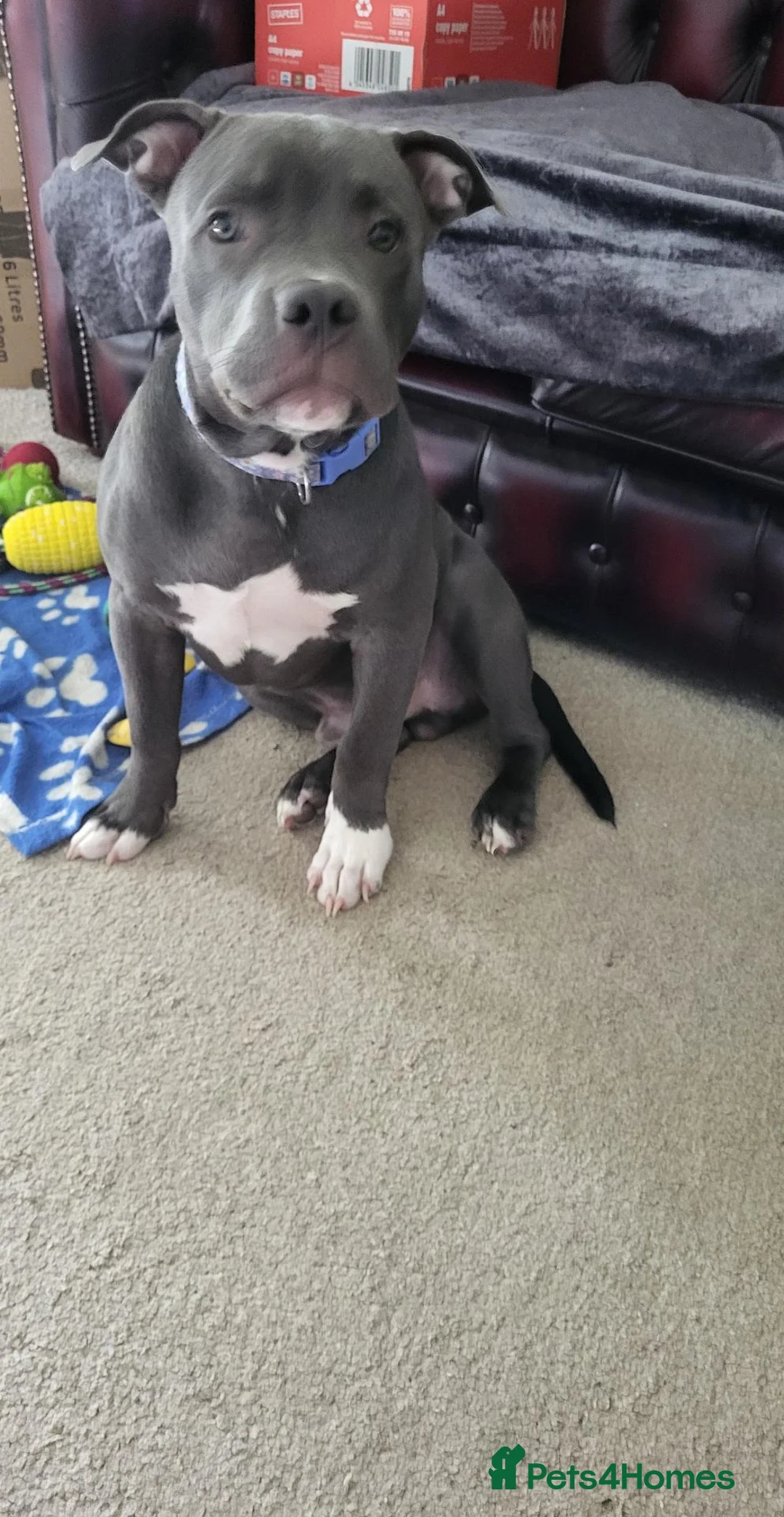 Staffordshire Bull Terrier dogs for sale: K C Registered Blue Staffordshire Bull Terror - Advert 5