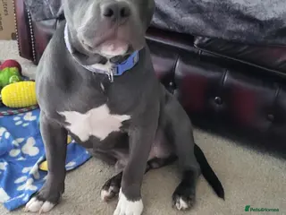 Staffordshire Bull Terrier dogs K C Registered Blue Staffordshire Bull Terror - Advert 17