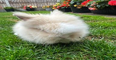 Lionhead rabbits - Advert 8