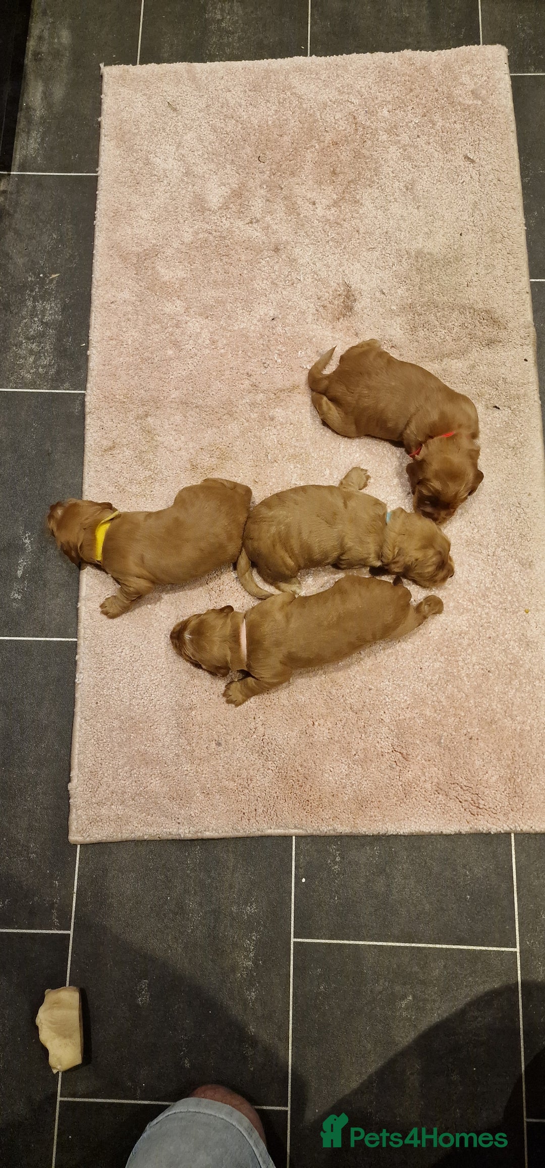 Cocker Spaniel dogs for sale: Cocker spaniel puppies - Image 7