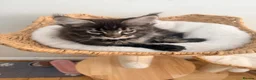 Maine Coon cats for sale: Outstanding show quality Maine coon kittens.  - Advert 11