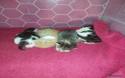 Mixed Breed cats for sale: Kittens - Image 2